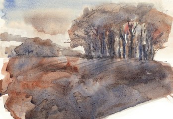 November, woods near Wicken farm © Mari French 2010