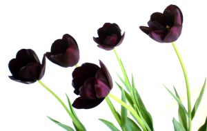 Queen of the Night tulips Queen of the Night tulips © Mari French 2011