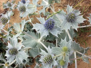 Sea Holly, Old Hunstanton © Mari French 2011