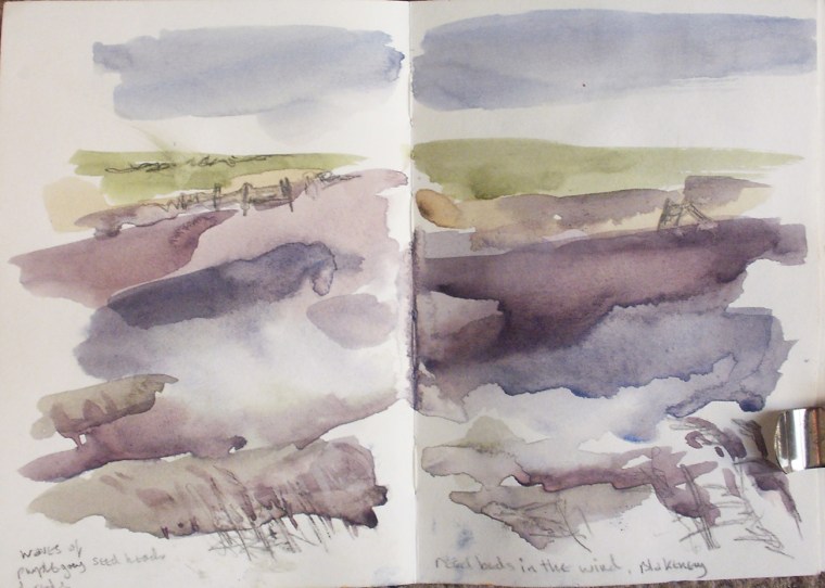 Reedbeds, Blakeney - sketch © Mari French 2011