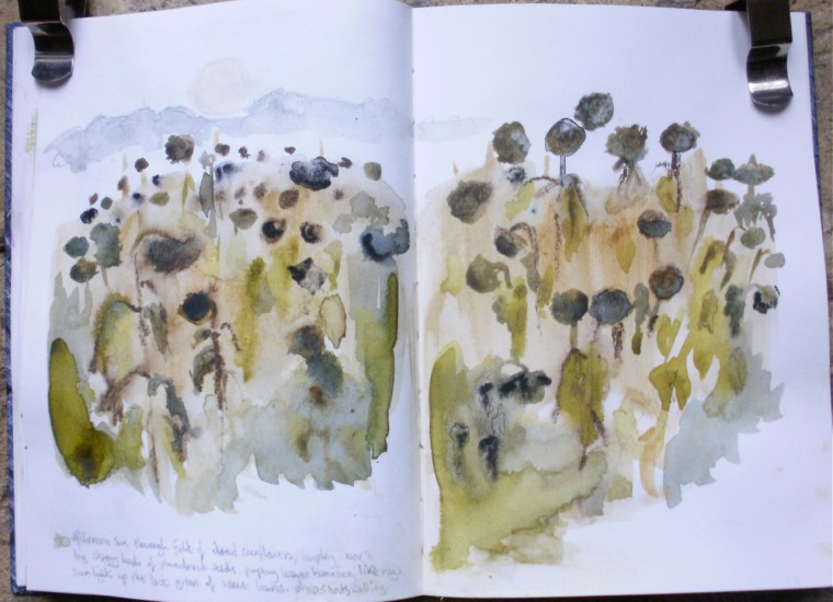 Winter sunflowers (watercolour sketch) © Mari French Nov 2011