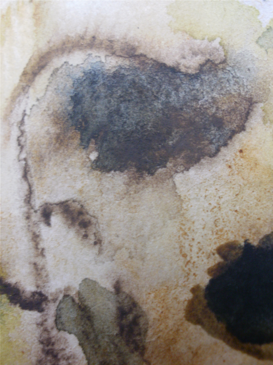 detail from recent sketch of dead sunflowers, Harpley, Norfolk, Nov 2011© Mari French