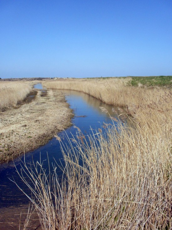Reeds & water, Holme, Norfolk