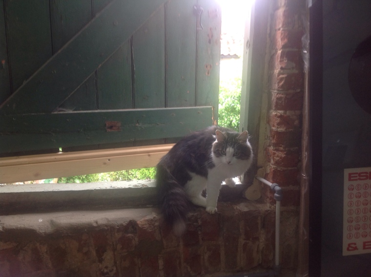 The studio cat, Cobweb. The studio cat, Cobweb.