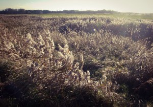 Reedbeds, Thornham, November. Reedbeds, Thornham, November. Mari French 2015