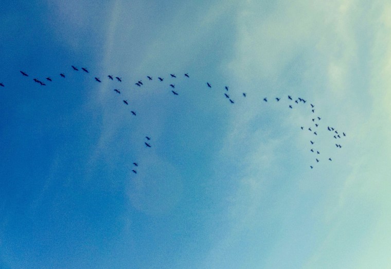 Brent geese, Norfolk coast