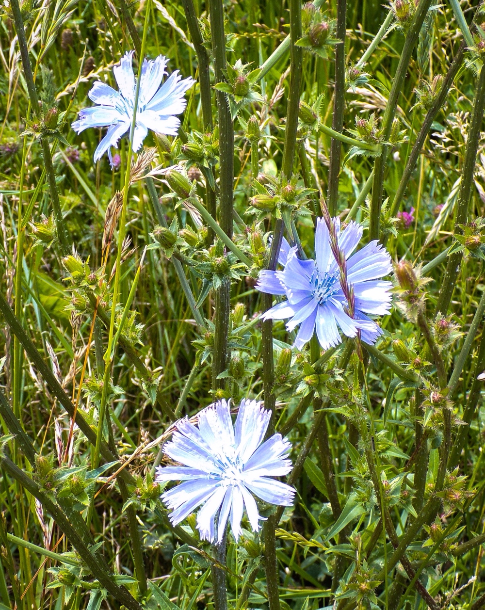 Chicory, Holme dunes. &copy; Mari French 2016