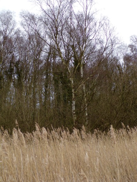 Birches embracing, Sculthorpe Moor © Mari French 2017