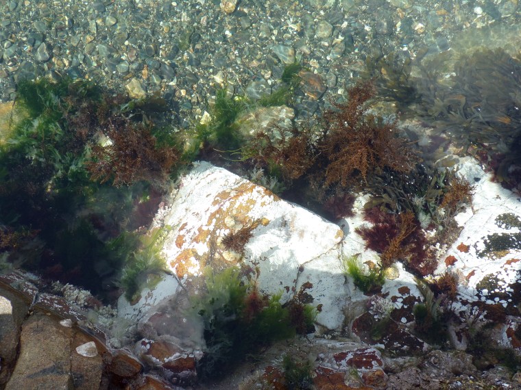 KODAK Digital Still Camera