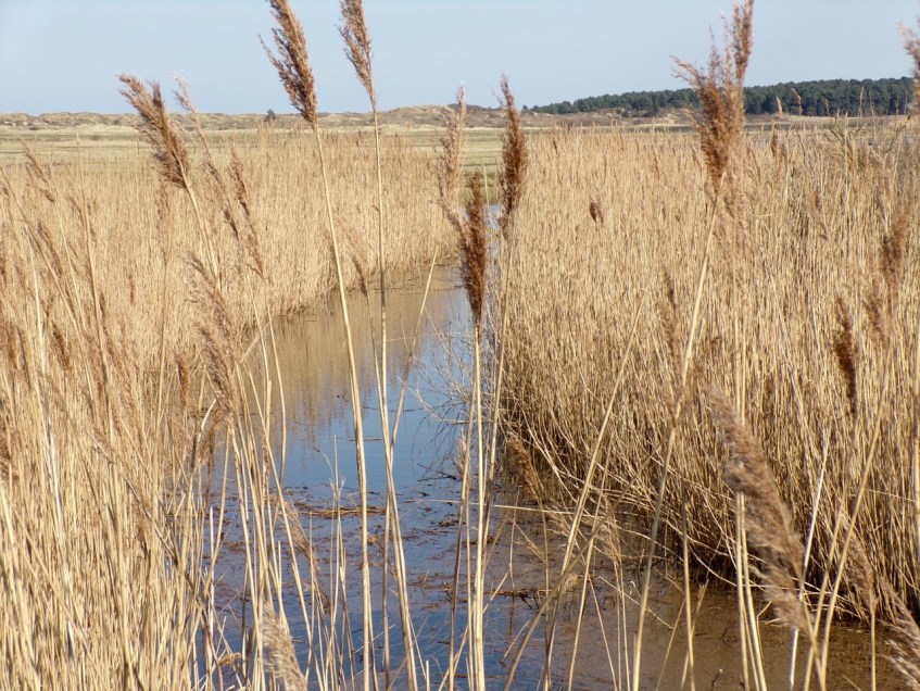 Reedbeds, Burnham Overy Staithe. © Mari French 2018
