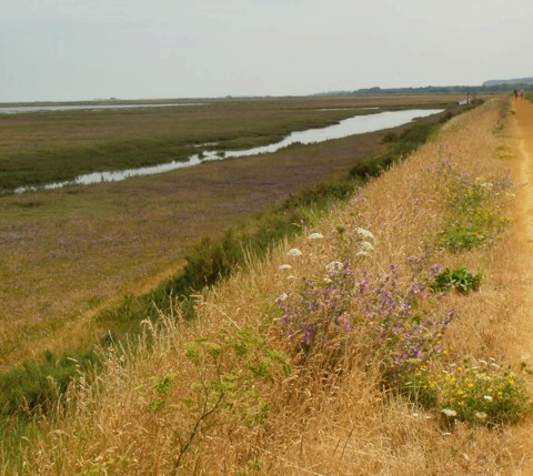 Ragged Marsh, Thornham, North Norfolk, late summer. Photo © Mari French 2018